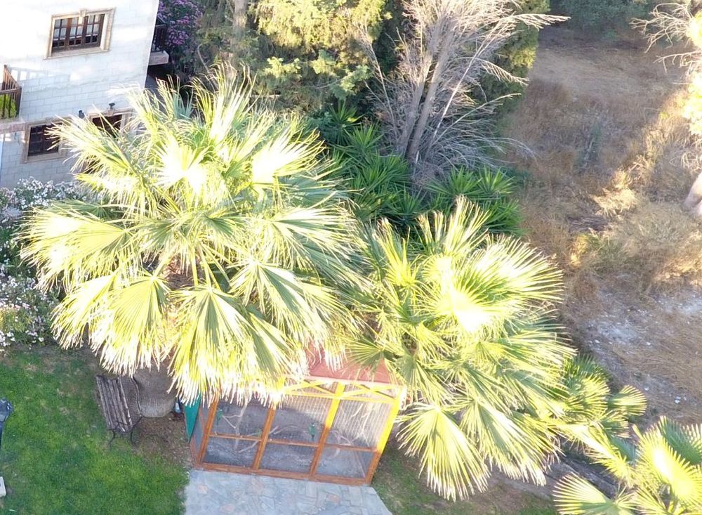 Palm trees in the clinic garden
