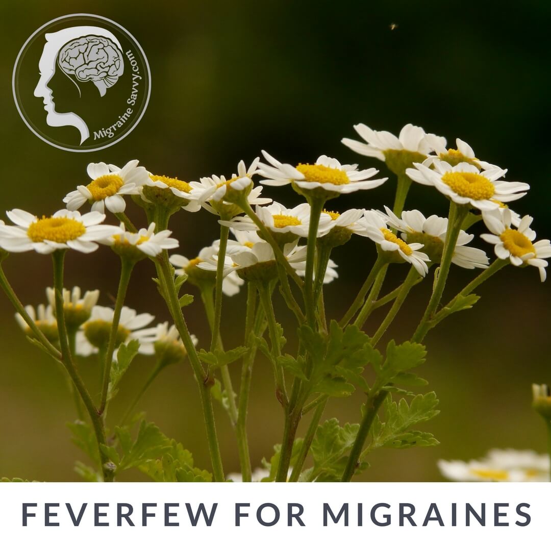 feverfew for migraines