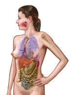 Anatomical-Woman-150.jpg