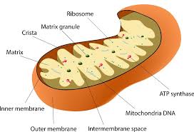 mitochondria and health